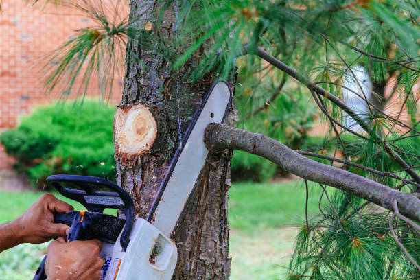 Best Tree Removal Services  in Oakville, MO